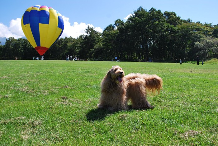 気球と青空と犬