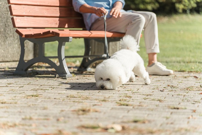 ベンチに座る人、地面を嗅ぐ白い犬