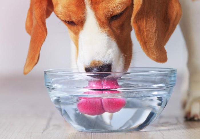 透明なボウルで水を飲む犬