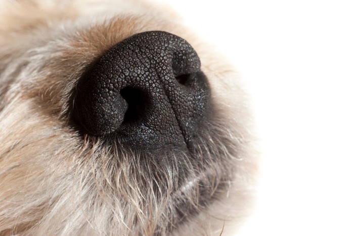 嗅ぐ犬の鼻