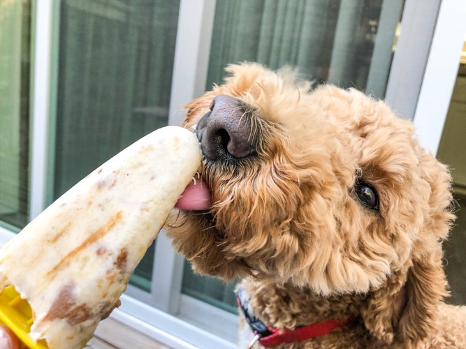 バナナアイスを食べる犬