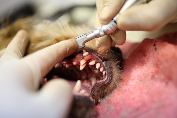 犬の歯石除去中の様子