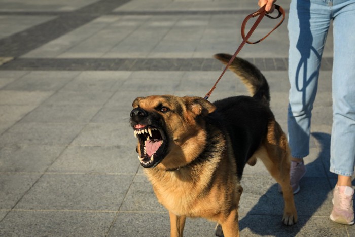 散歩中すれ違う人を威嚇する犬