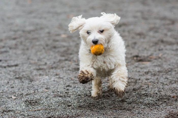 ボールを咥えて走る泥だらけの白い犬
