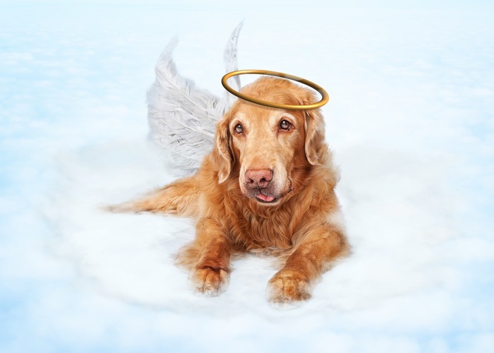 天使の姿をした犬