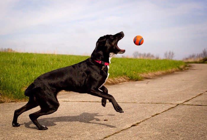 ボールで遊ぶ黒い犬