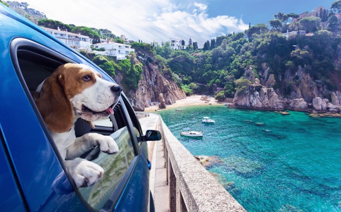 車から海を見る犬