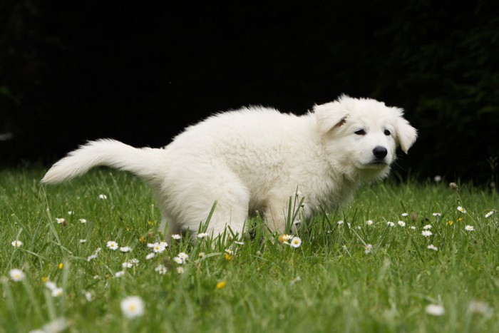ウンチをしている白い犬