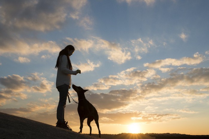 太陽を背景に飼い主と犬