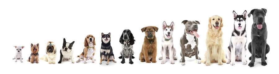 様々な犬種