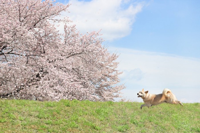 満開の桜と走る犬