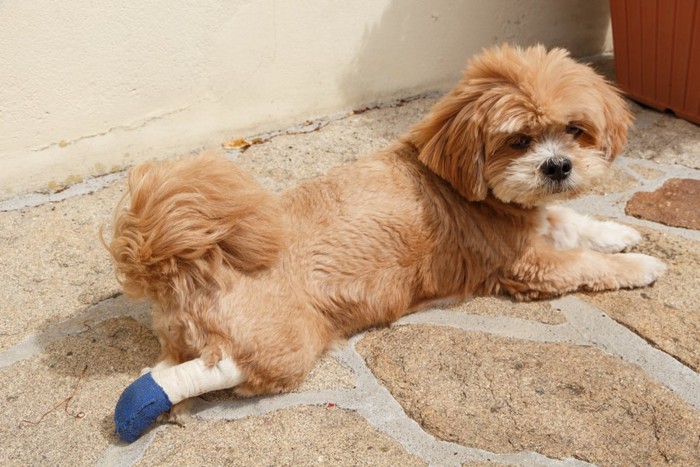 右足をケガした犬