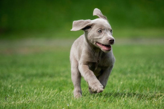 笑顔で芝生を走る子犬