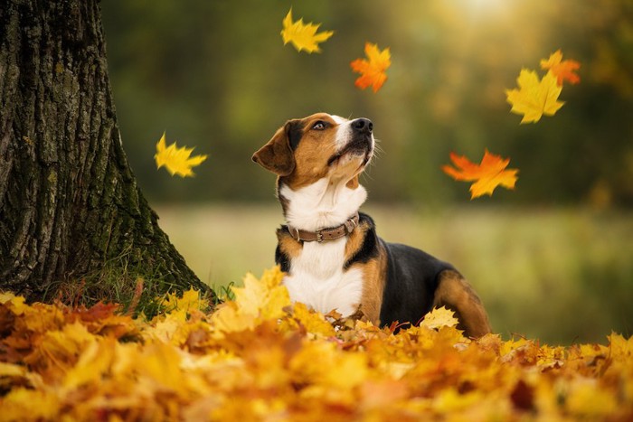 落ち葉が舞うのを見つめる垂れ耳の犬