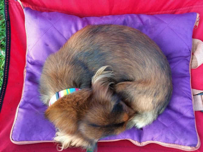 座布団の上で眠る犬