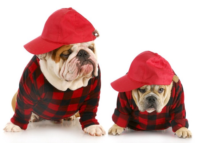 赤い服と帽子を着た2匹のブルドッグ