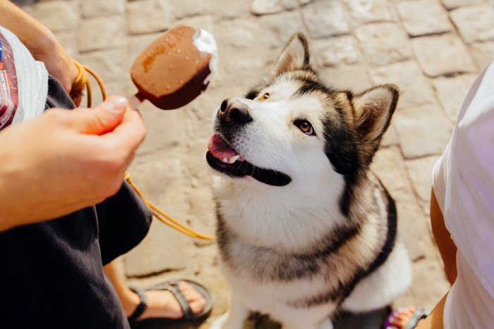 アイスをおねだりする犬