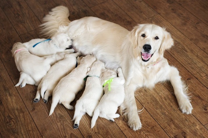 たくさんの子犬に授乳する母犬