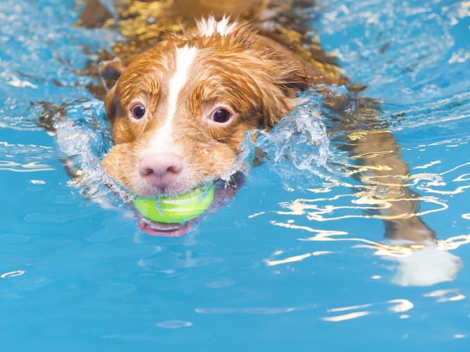 ボールを咥えて泳ぐ犬