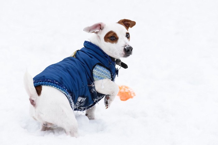 ダウンジャケットを着て雪の上を歩く犬