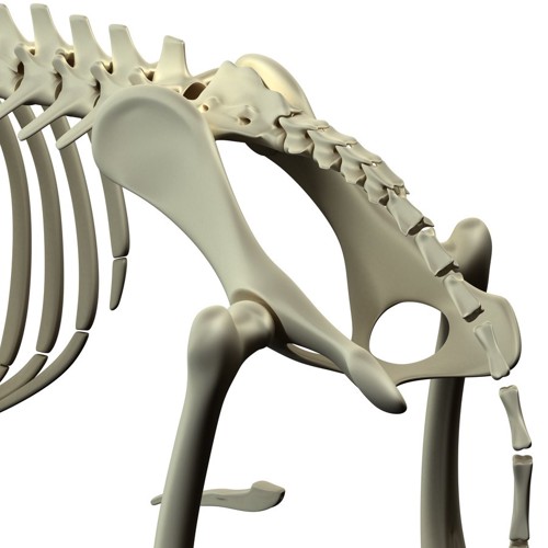 犬の股関節の骨の図