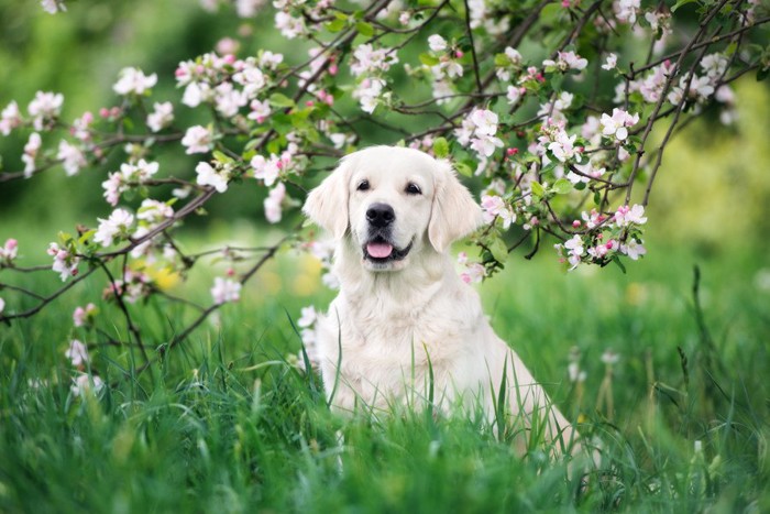 花の木の下にいる犬
