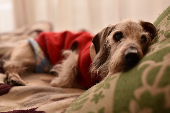 毛布の上で横になる老犬