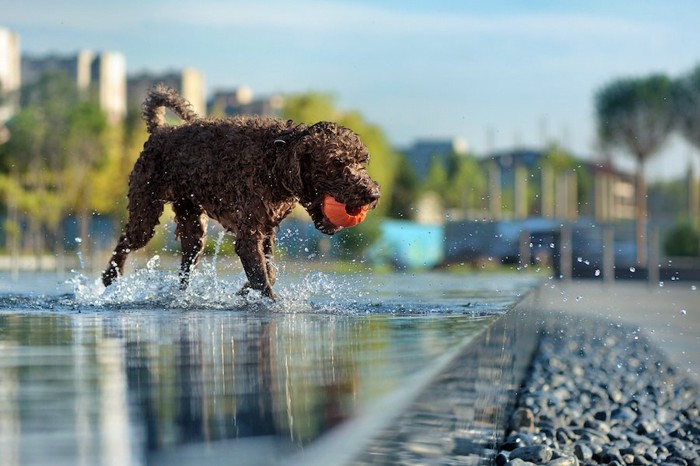 ボールを咥えて水遊びをする犬
