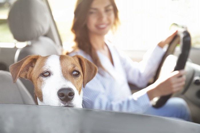 運転席の女性と助手席の犬