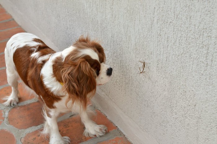 壁に止まって蚊を見る犬