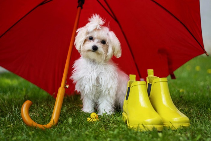 赤い傘を指している犬
