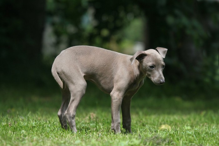 芝生の上で尻尾を丸める犬