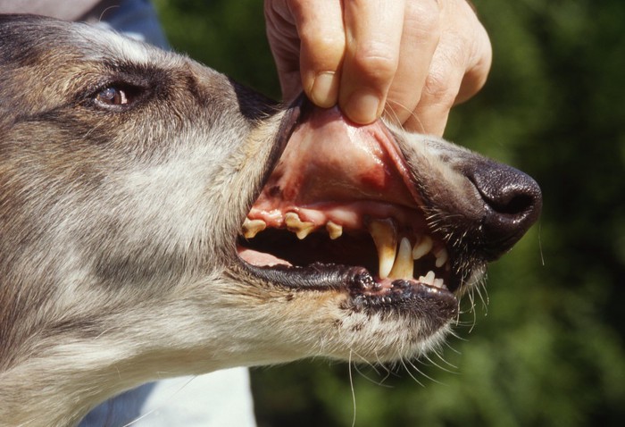 歯茎を見せる細い顔の犬