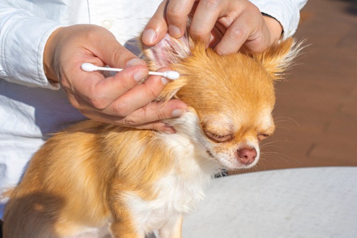 犬の耳掃除