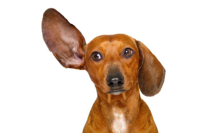片耳だけ上げた垂れ耳の犬