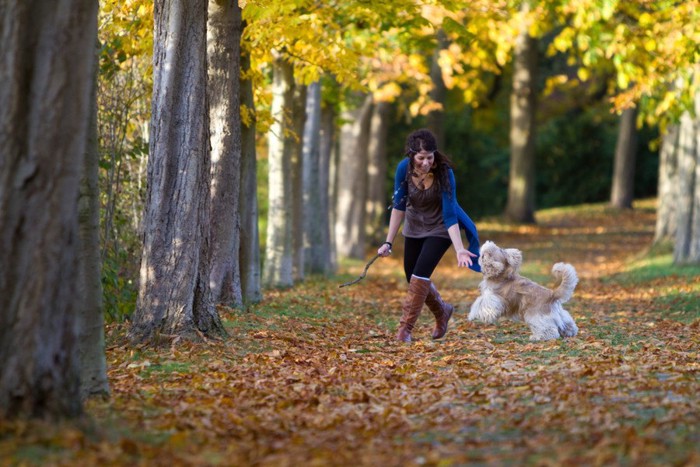 落ち葉の中で飼い主さんと遊ぶ犬