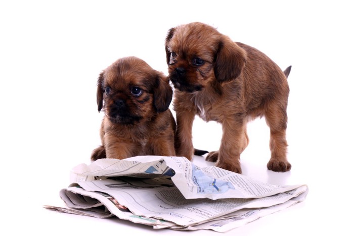 子犬と新聞