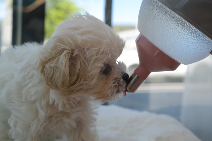給水機から水を飲む犬