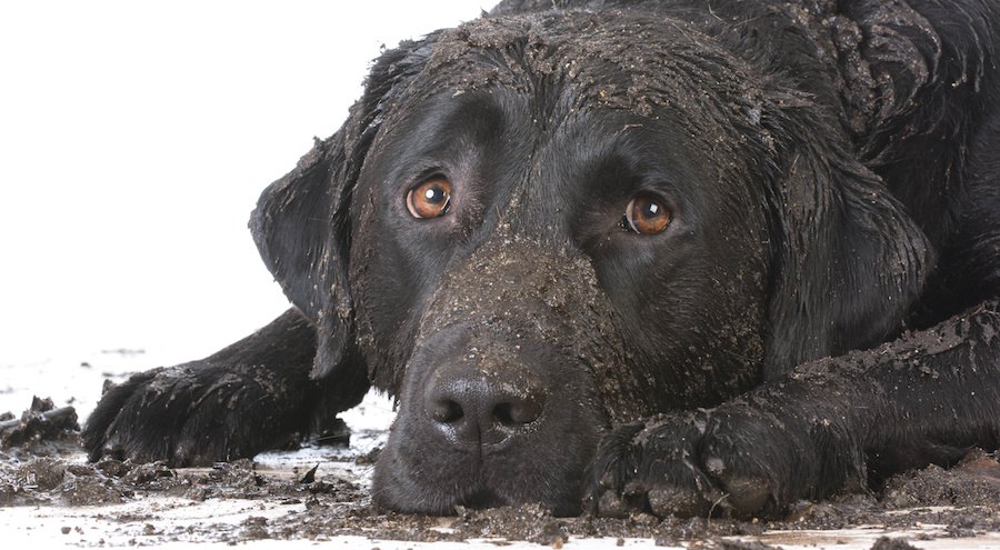 泥だらけで伏せる黒い犬