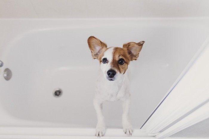 浴槽内にいる犬