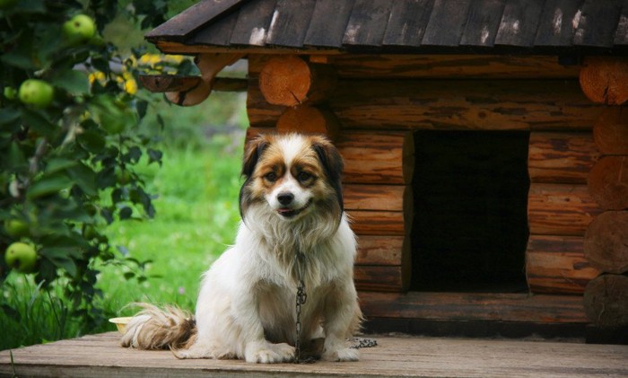 犬小屋の前に座る長毛の犬