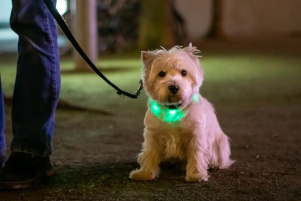 緑のライト付きの首輪をしてお座りする犬