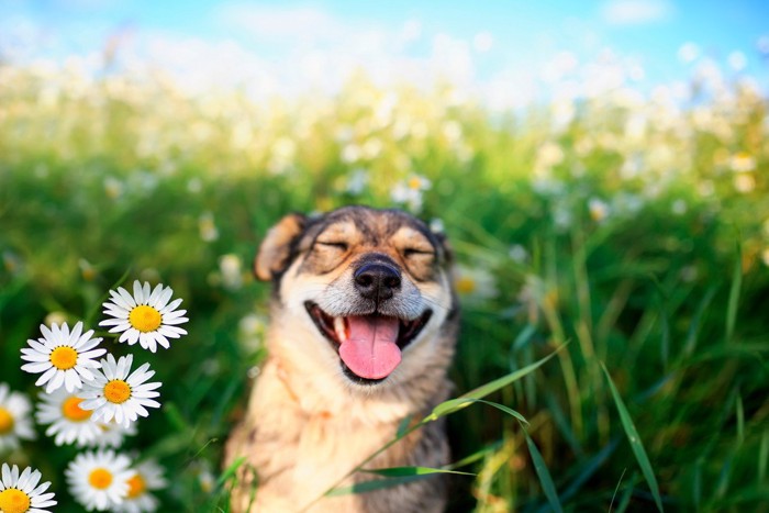 花畑の中で笑顔の犬