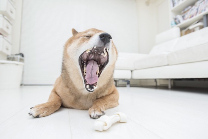 あくびをする犬