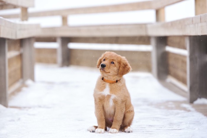 雪の上に座って何かを見上げている子犬