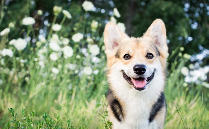 草原の中で笑顔の犬
