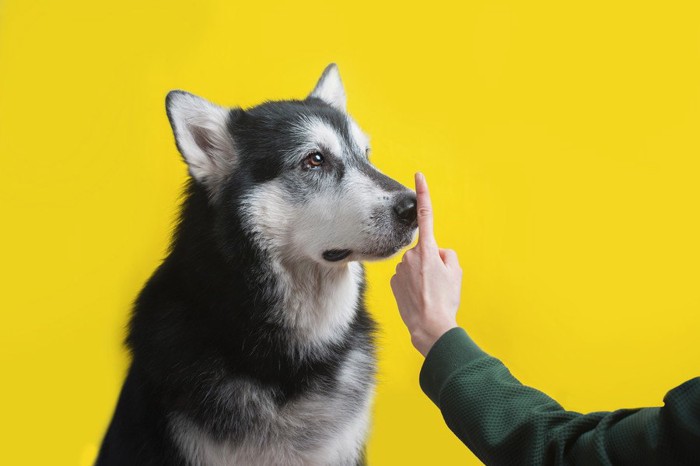 犬の鼻先に指を立てている写真