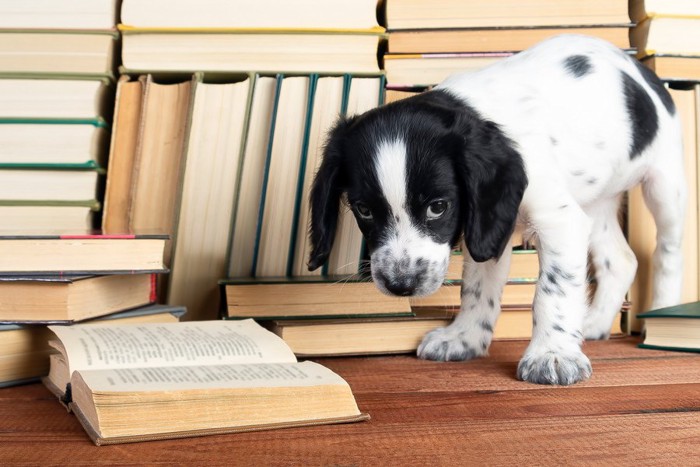 たくさんの本と犬
