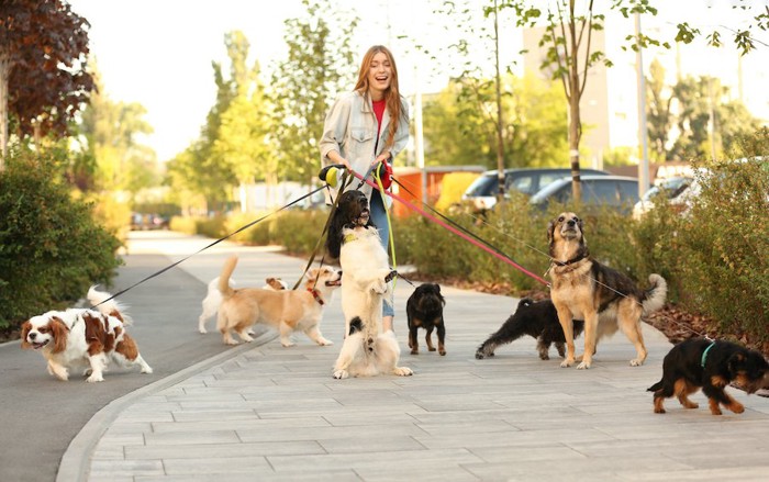 複数の犬の散歩をする女性