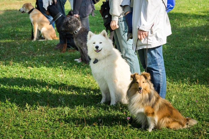 訓練中の様々な種類の犬たち
